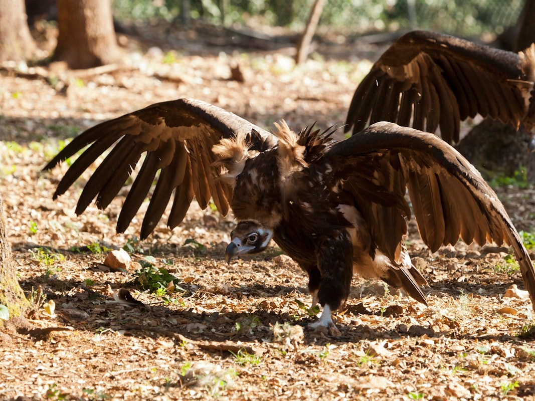 Waren auf Mallorca kurz vor dem Aussterben: Mönchsgeier. Die Arbeit der „Fundación Vida Silvestre Mediterránea“ hat sie aber gerettet.