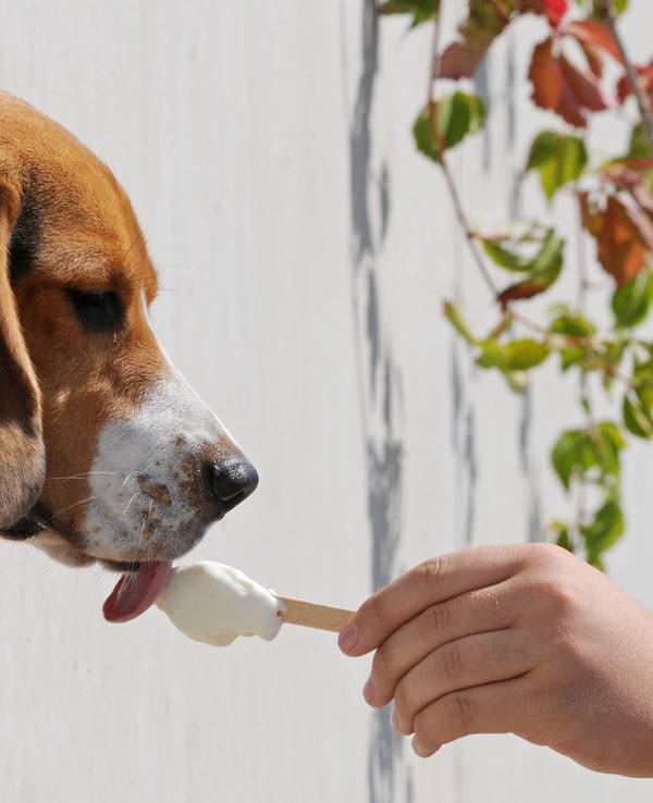 Der Beagle Sunny schleckt am Donnerstag (20. August 2009) in Straubing (Niederbayern) ein Eis.