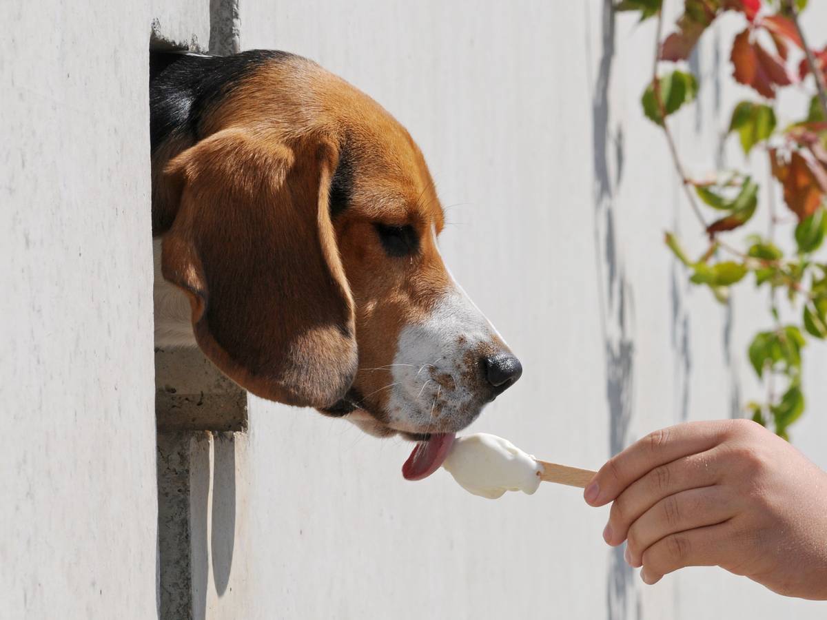 Der Beagle Sunny schleckt am Donnerstag (20. August 2009) in Straubing (Niederbayern) ein Eis.
