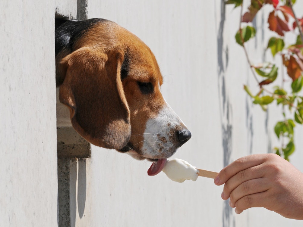 Der Beagle Sunny schleckt am Donnerstag (20. August 2009) in Straubing (Niederbayern) ein Eis.