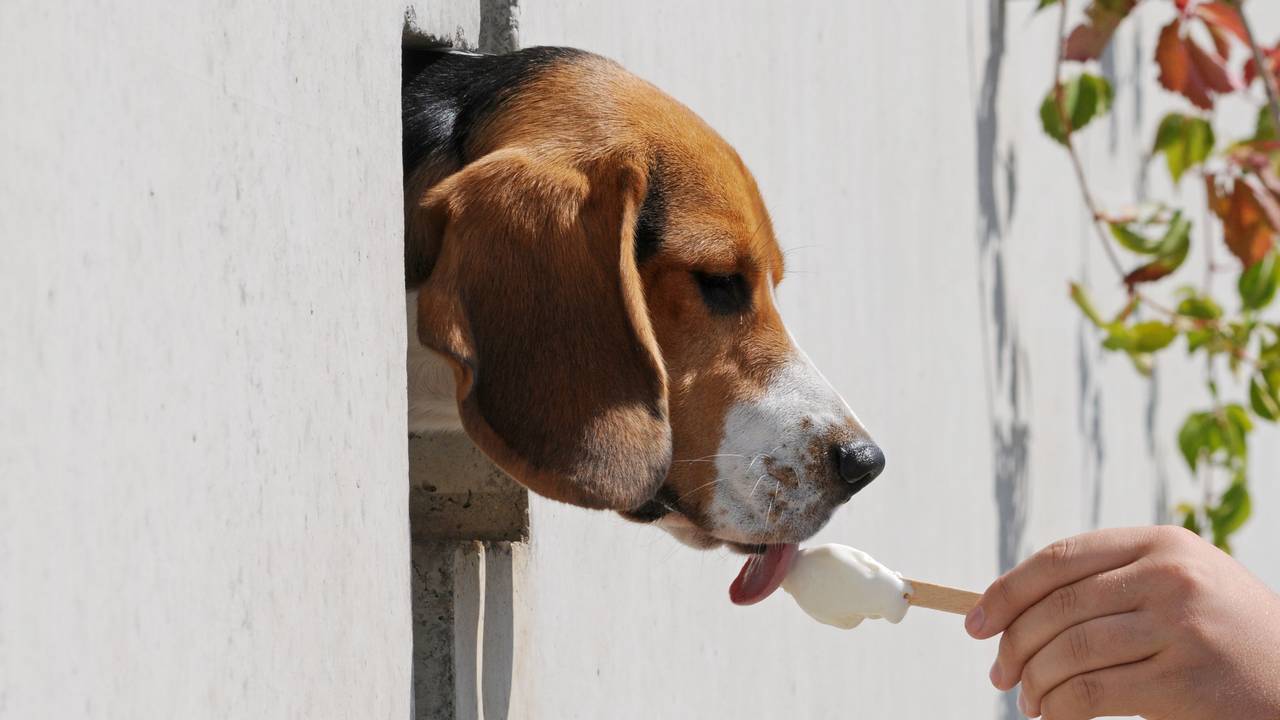 Der Beagle Sunny schleckt am Donnerstag (20. August 2009) in Straubing (Niederbayern) ein Eis.