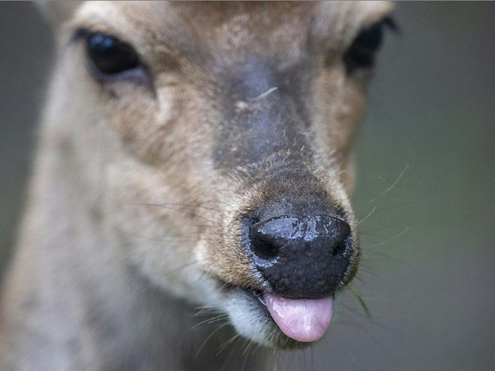 Ein Reh leckt sich auf diesem undatierten Foto in seinem Gehege im Wildpark Neuhaus über die Schnauze.