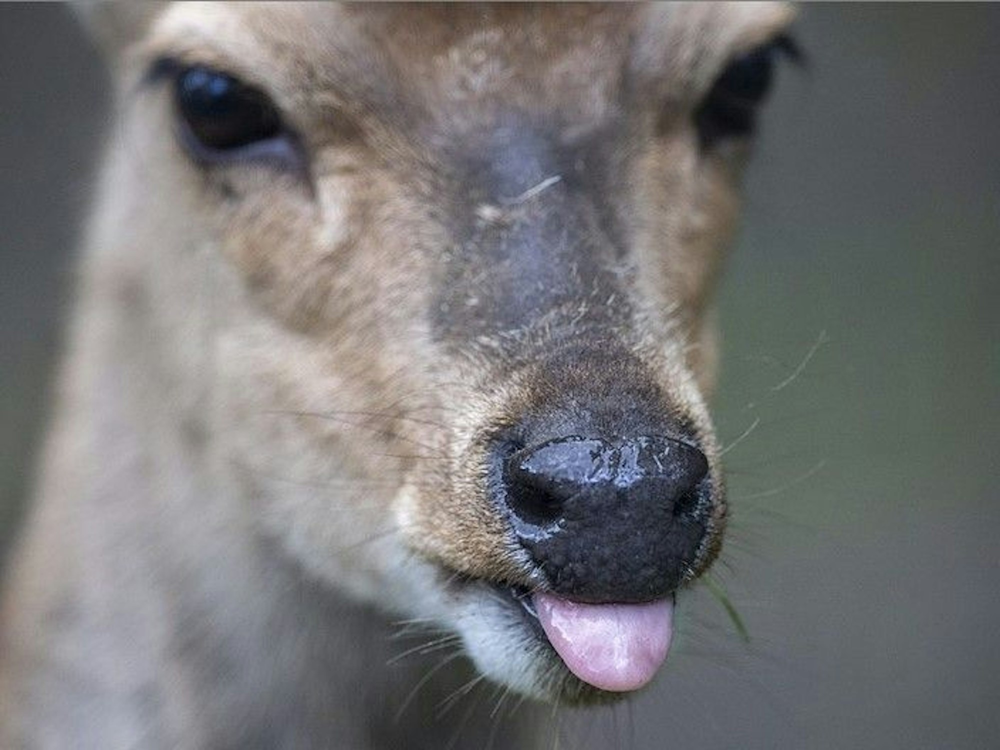 Ein Reh leckt sich auf diesem undatierten Foto in seinem Gehege im Wildpark Neuhaus über die Schnauze.