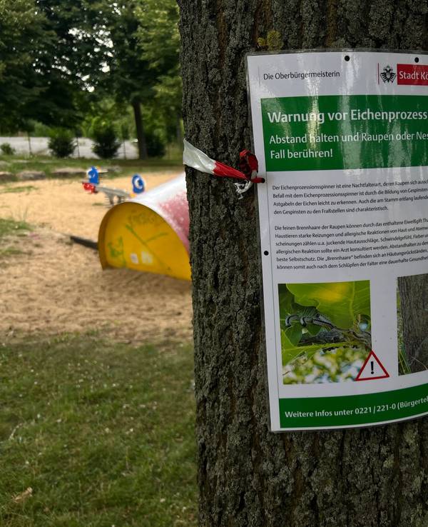 Warnhinweis der Stadt Köln an einer Eiche im Kölner Stadtteil Blumenberg