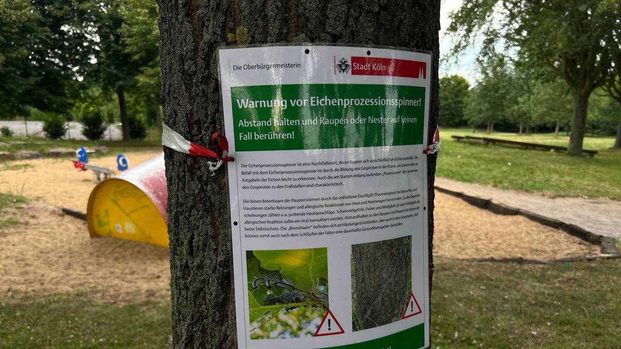Warnhinweis der Stadt Köln an einer Eiche im Kölner Stadtteil Blumenberg