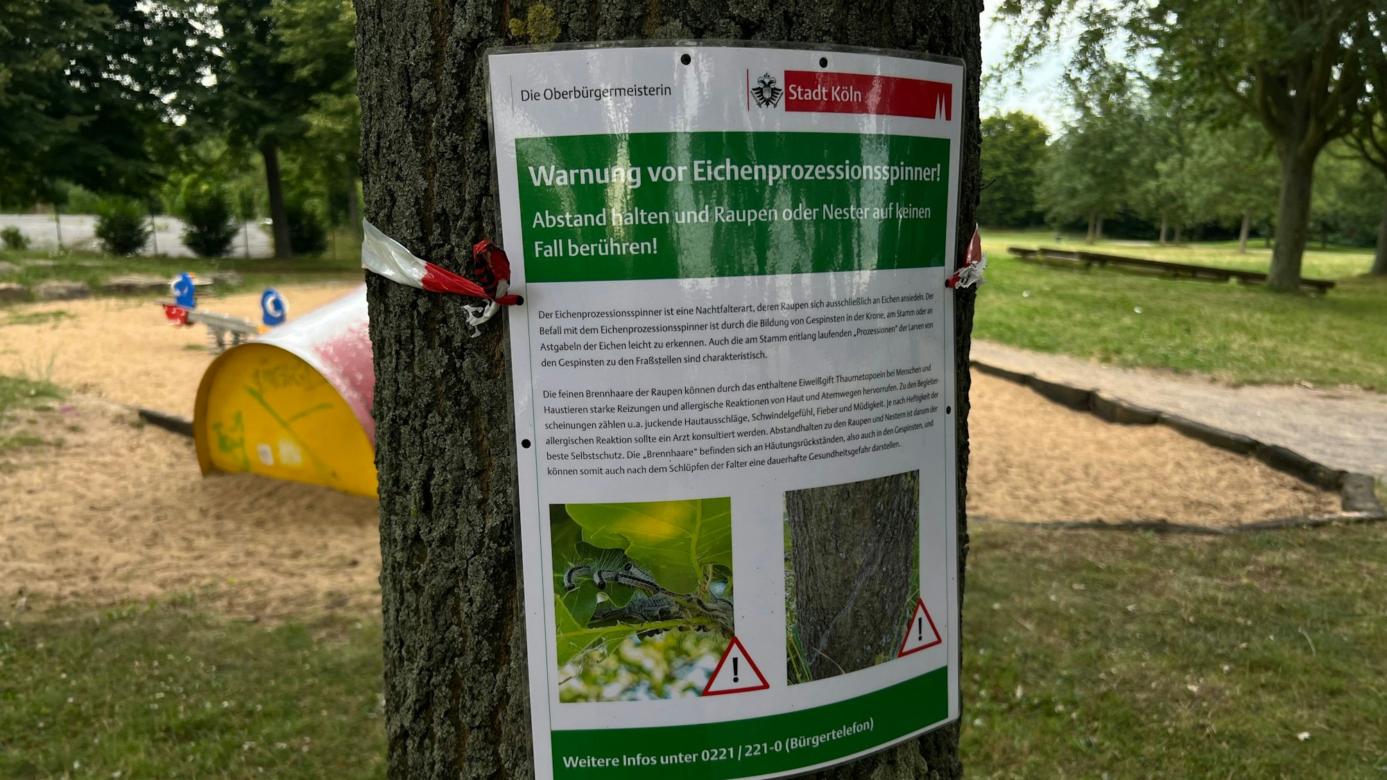 Warnhinweis der Stadt Köln an einer Eiche im Kölner Stadtteil Blumenberg