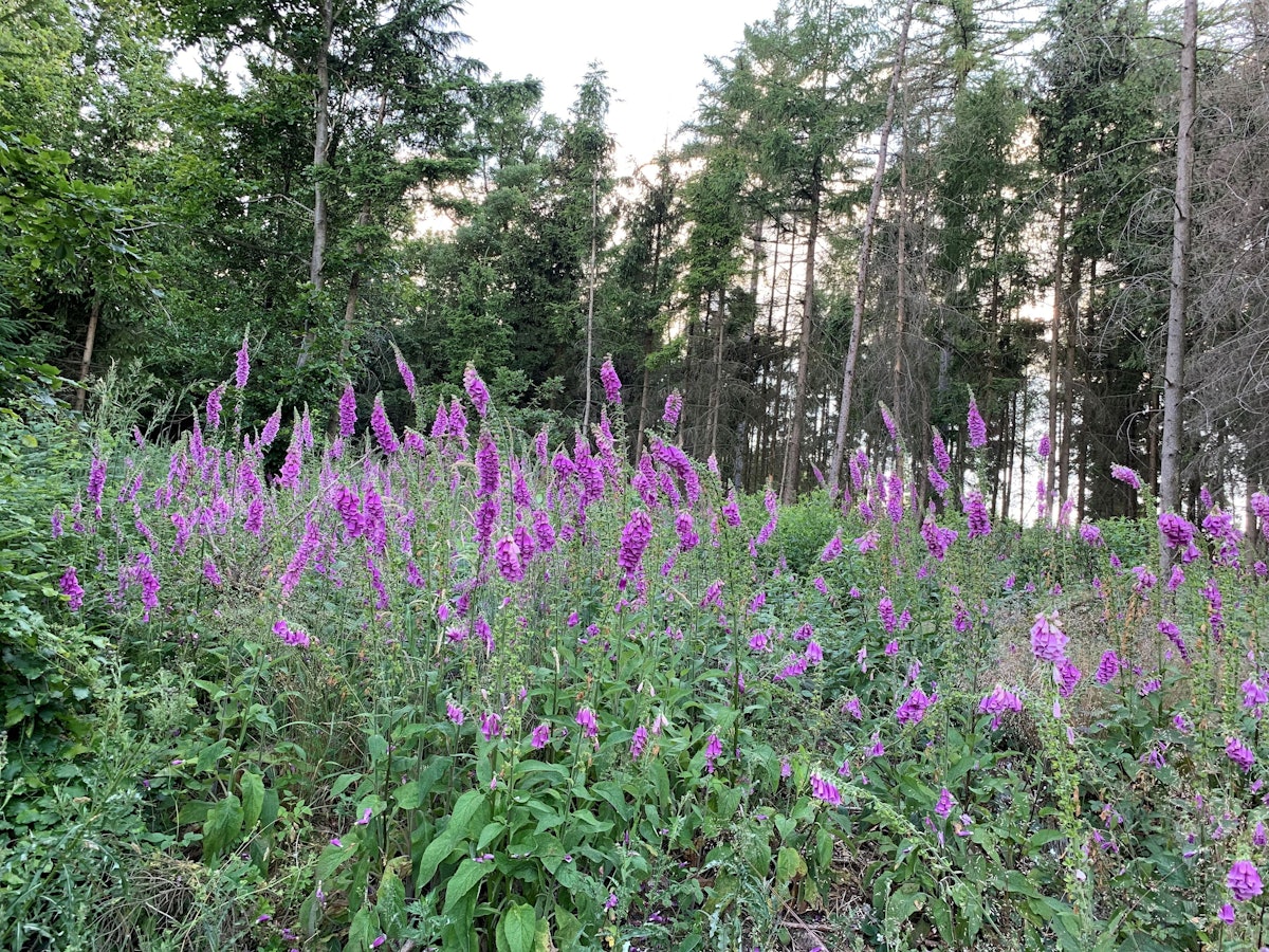 Üppig blühender Fingerhut (hier im Juli 2022 in einem Waldstück in Hohenlimburg) kündet von einem Wald, der im Wandel ist.