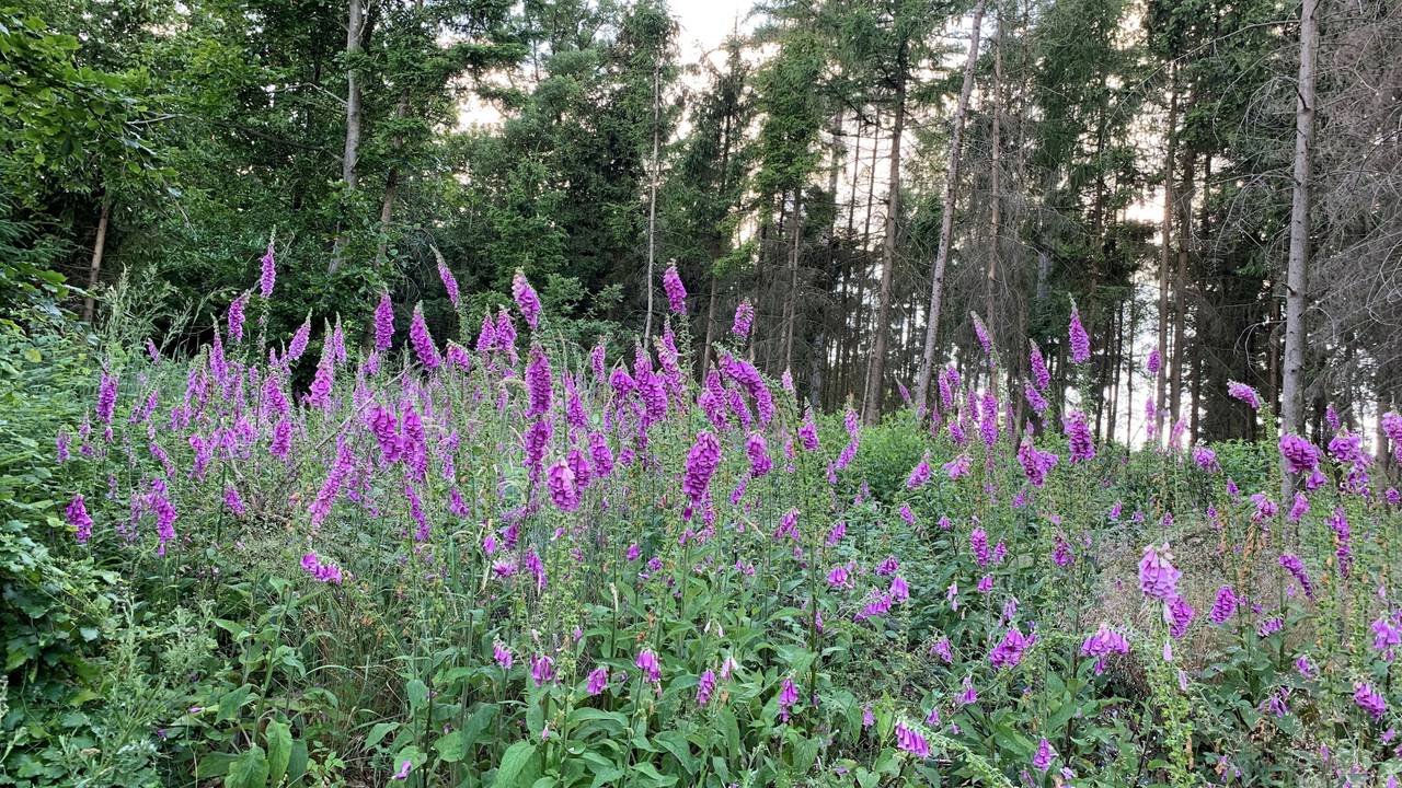 Üppig blühender Fingerhut (hier im Juli 2022 in einem Waldstück in Hohenlimburg) kündet von einem Wald, der im Wandel ist.