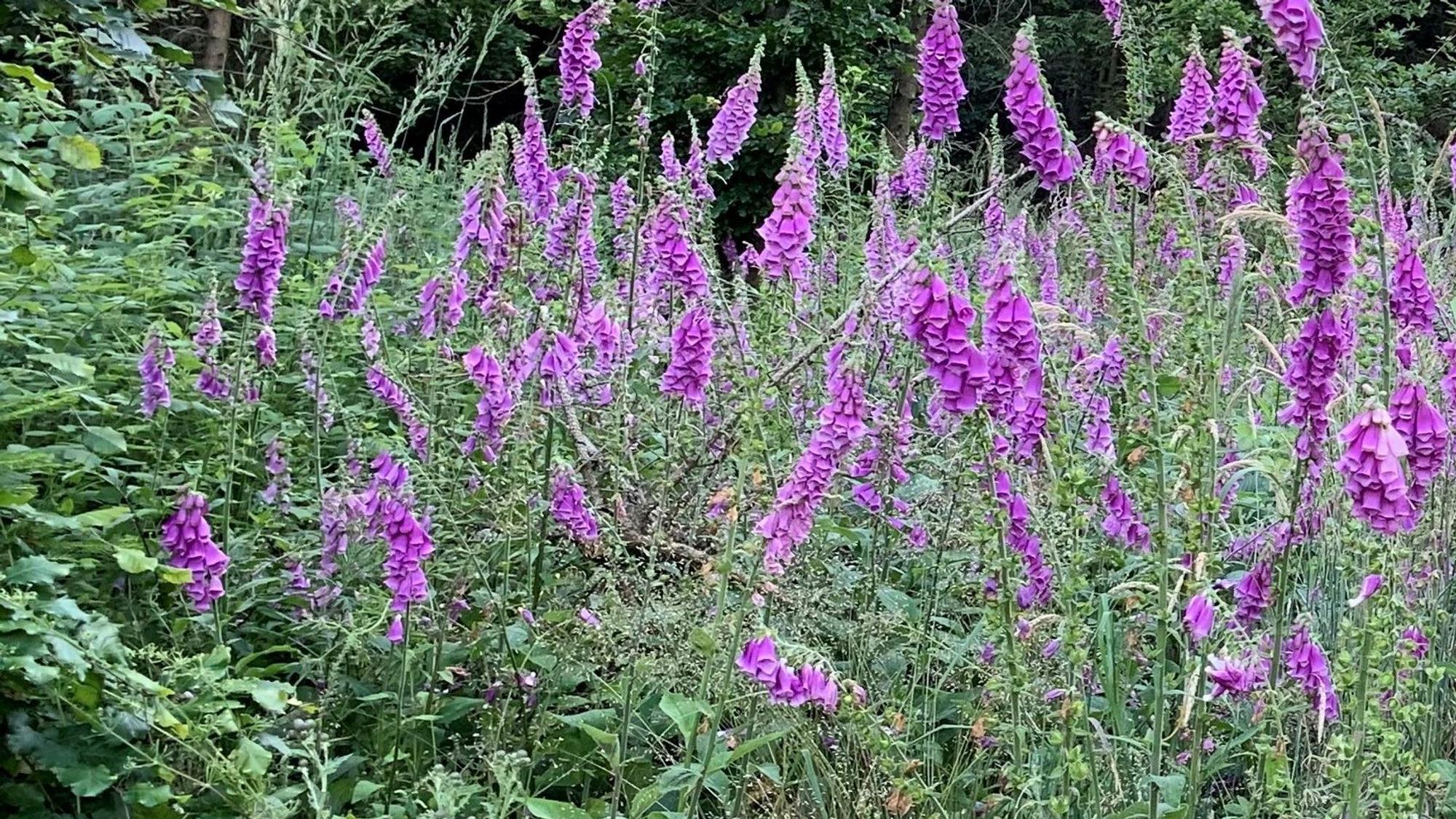 Üppig blühender Fingerhut (hier im Juli 2022 in einem Waldstück in Hohenlimburg) kündet von einem Wald, der im Wandel ist.