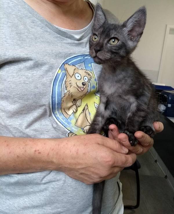 Der kleine Kater "Smokey" im Tierheim Bergheim