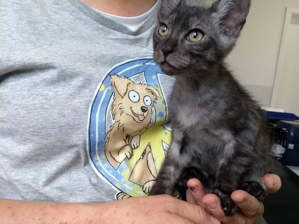 Der kleine Kater "Smokey" im Tierheim Bergheim