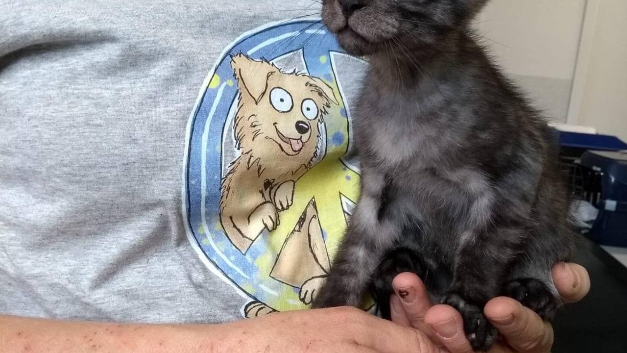 Der kleine Kater "Smokey" im Tierheim Bergheim