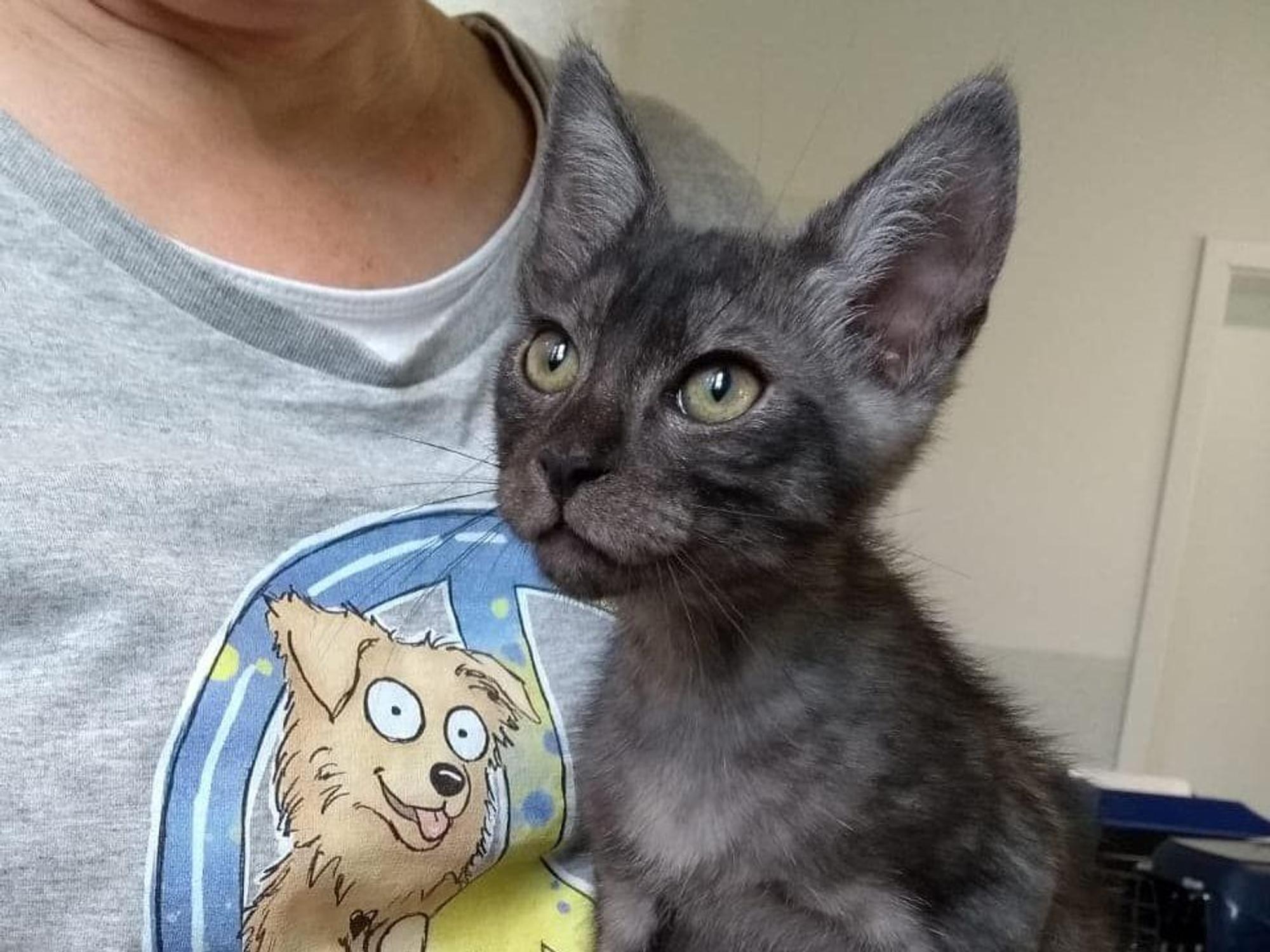 Der kleine Kater "Smokey" im Tierheim Bergheim