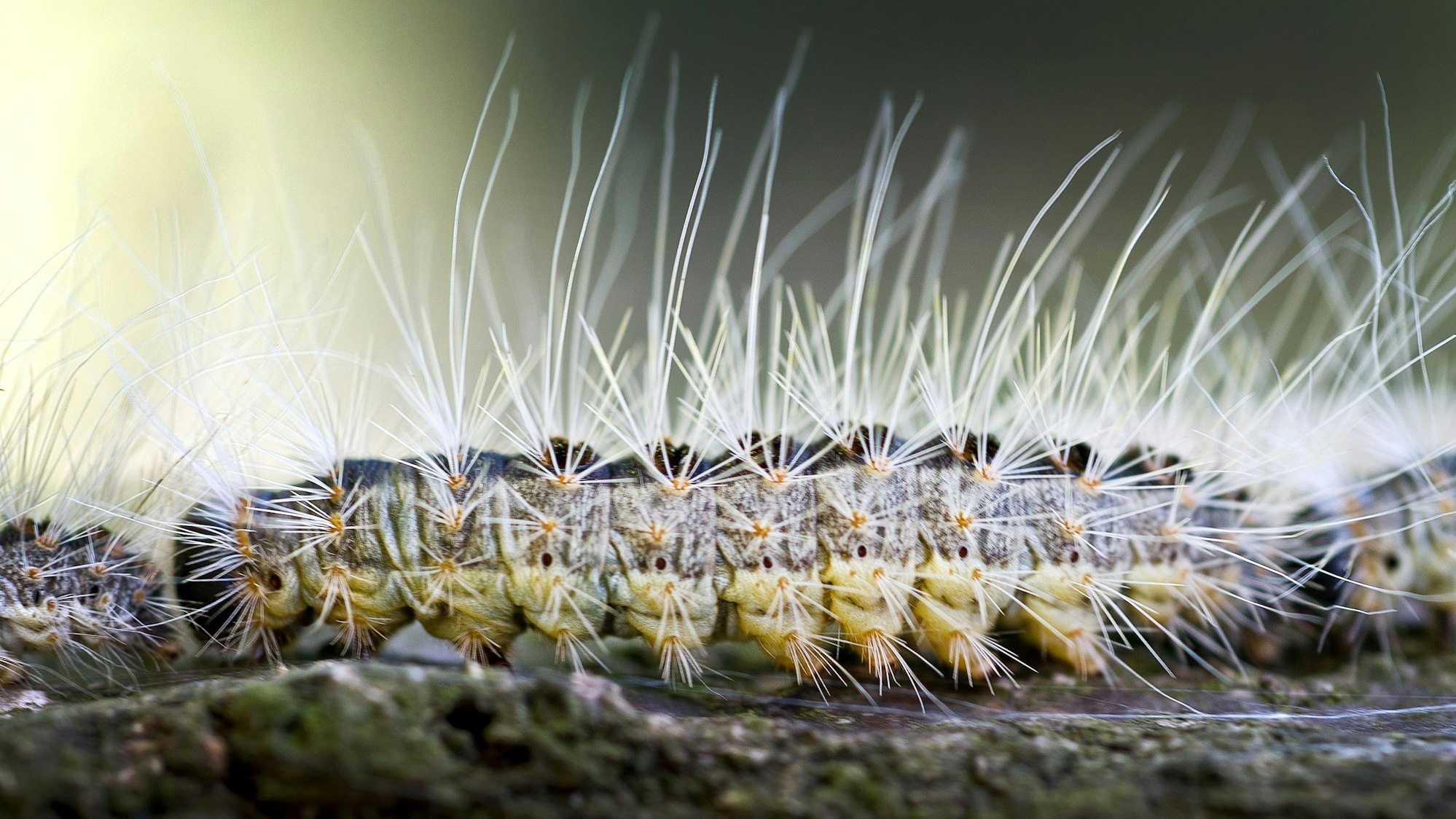 Eine Raupe des Eichenprozessionsspinners kriecht auf einem Eichenstamm entlang.