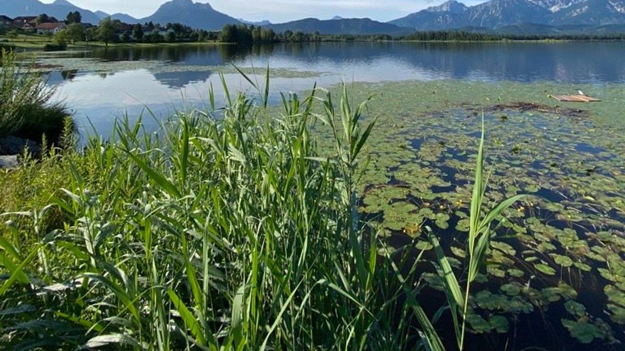 Das Seepanorama am Hopfensee bei Füssen