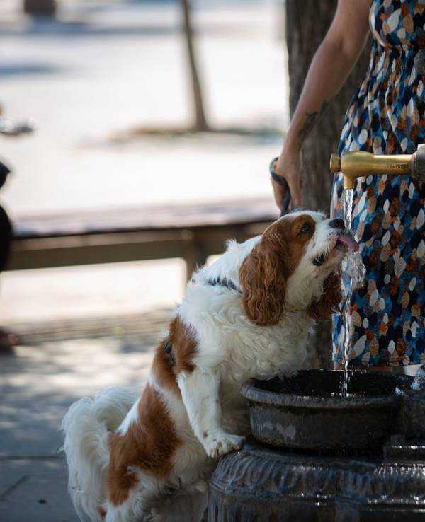 Ein Hund trinkt aus einem Brunnen im Barceloneta-Park.