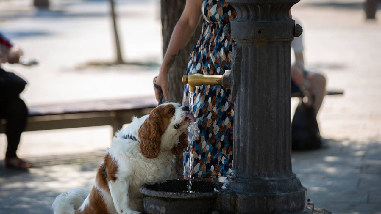 Ein Hund trinkt aus einem Brunnen im Barceloneta-Park.