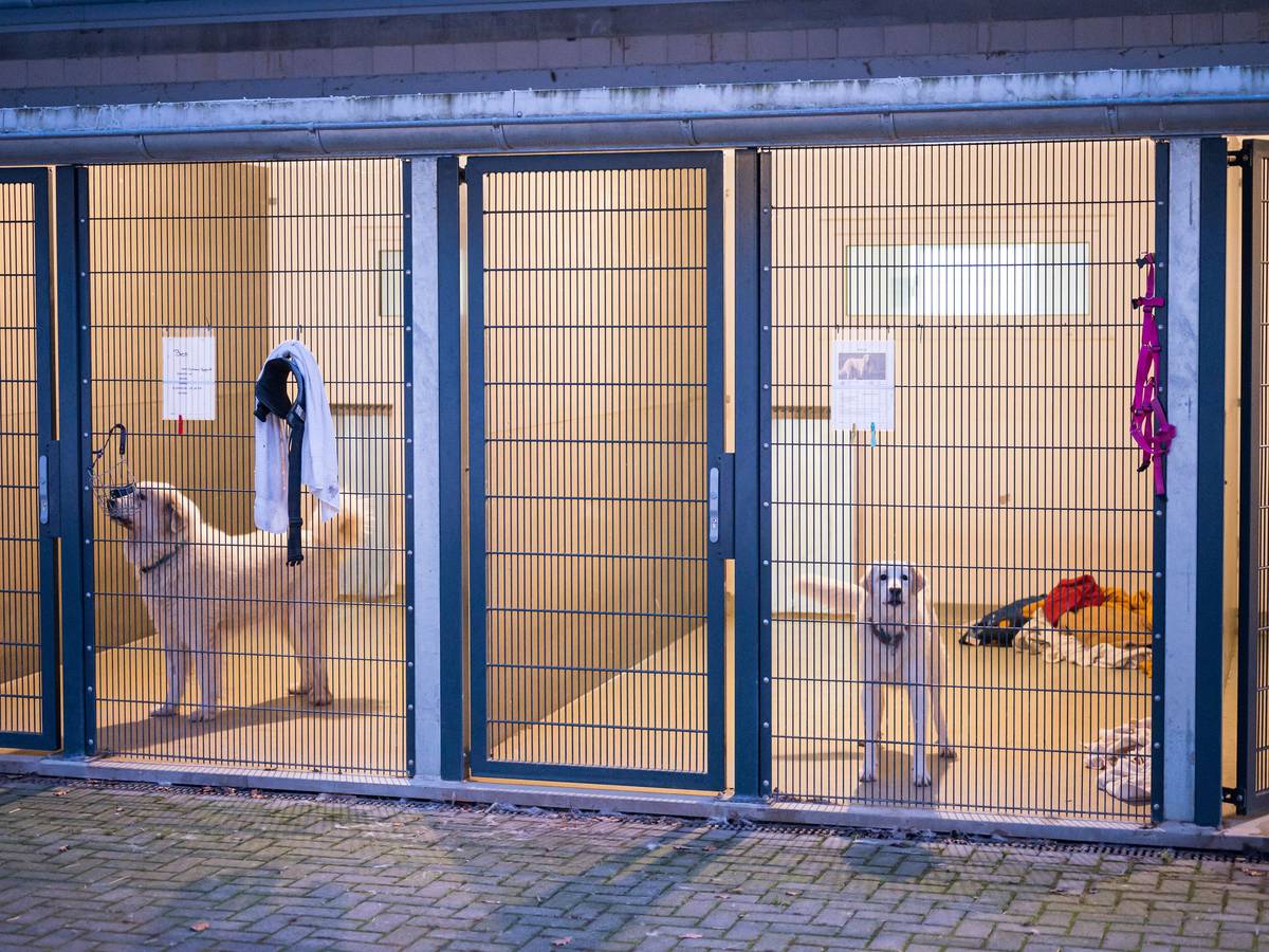 Zwei Hunde warten im Tierheim in ihren Boxen.