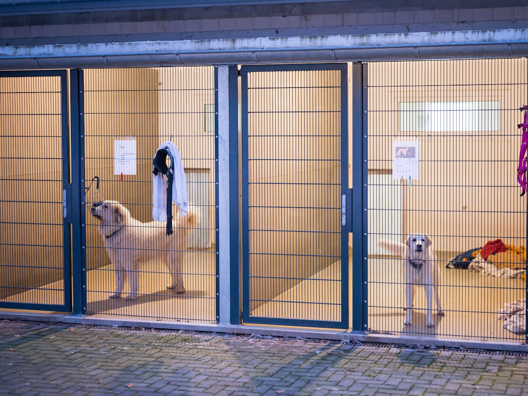 Zwei Hunde warten im Tierheim in ihren Boxen.