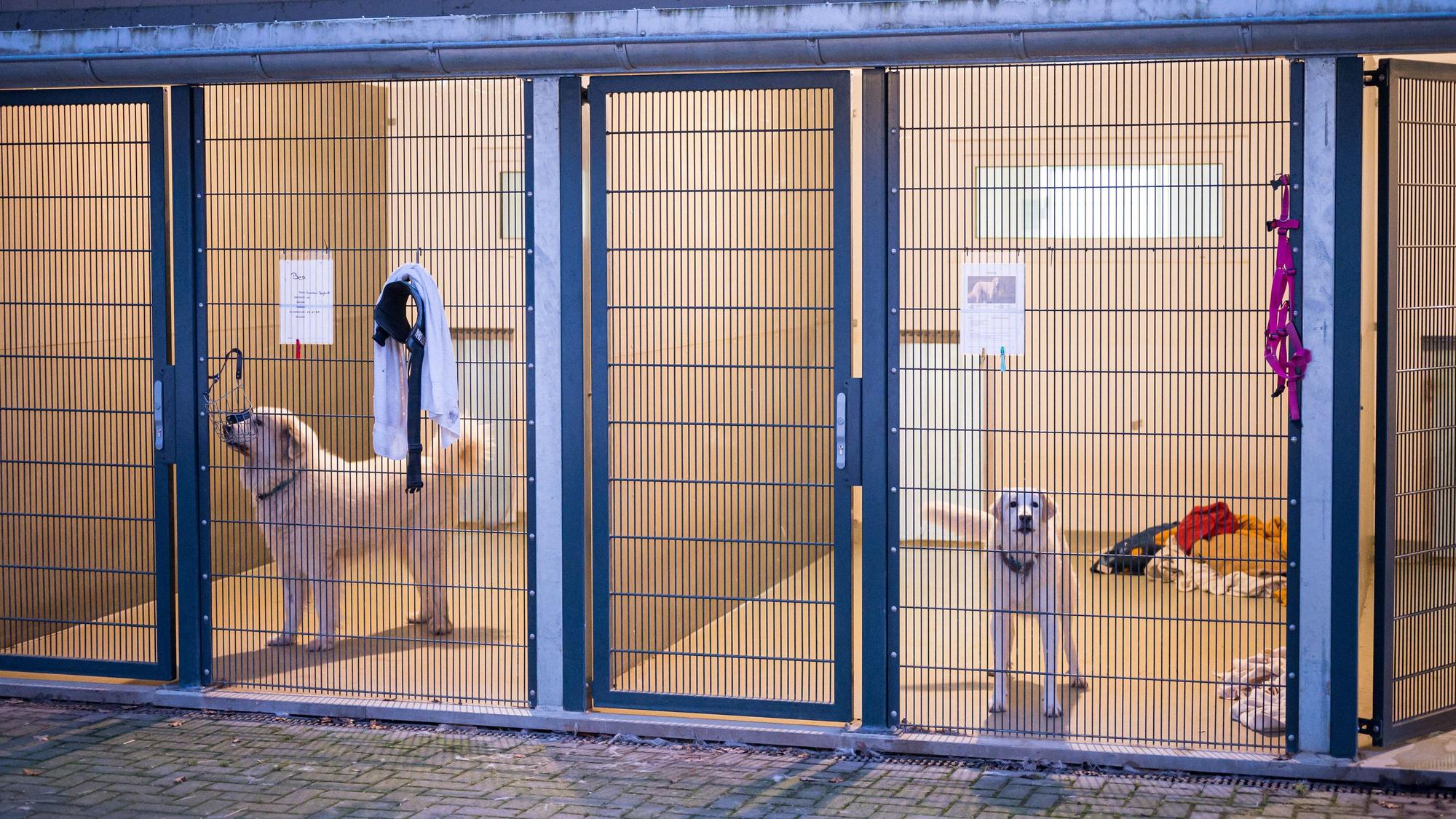 Zwei Hunde warten im Tierheim in ihren Boxen.