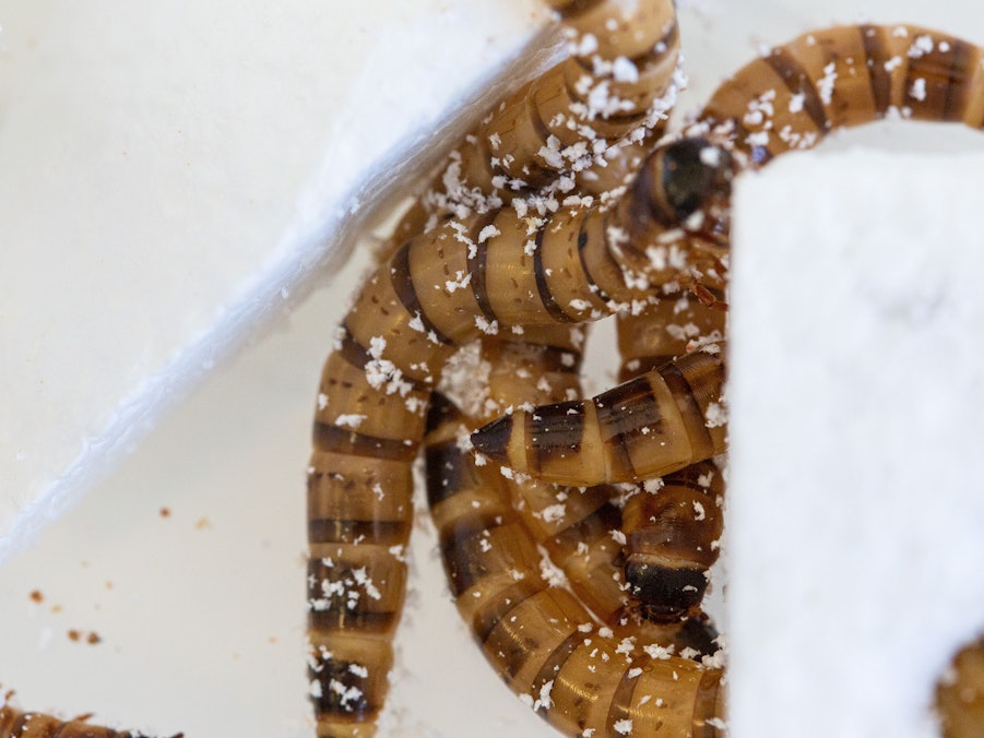 Larven der Spezies Zophobas oder „Superwürmer“.