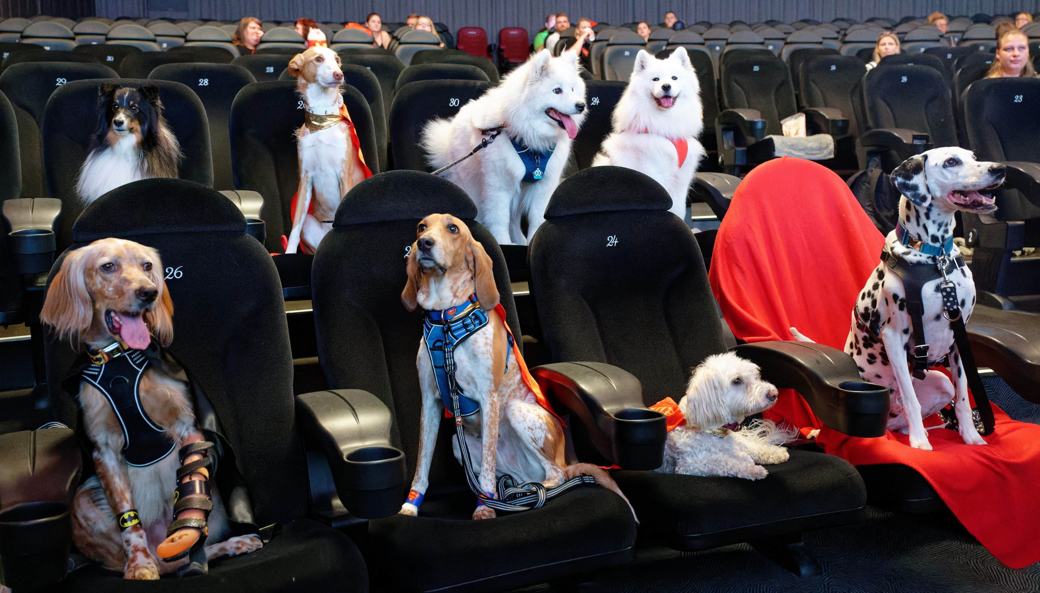 Köln: Hunde sitzen in den Stühlen eines Kinosaals.