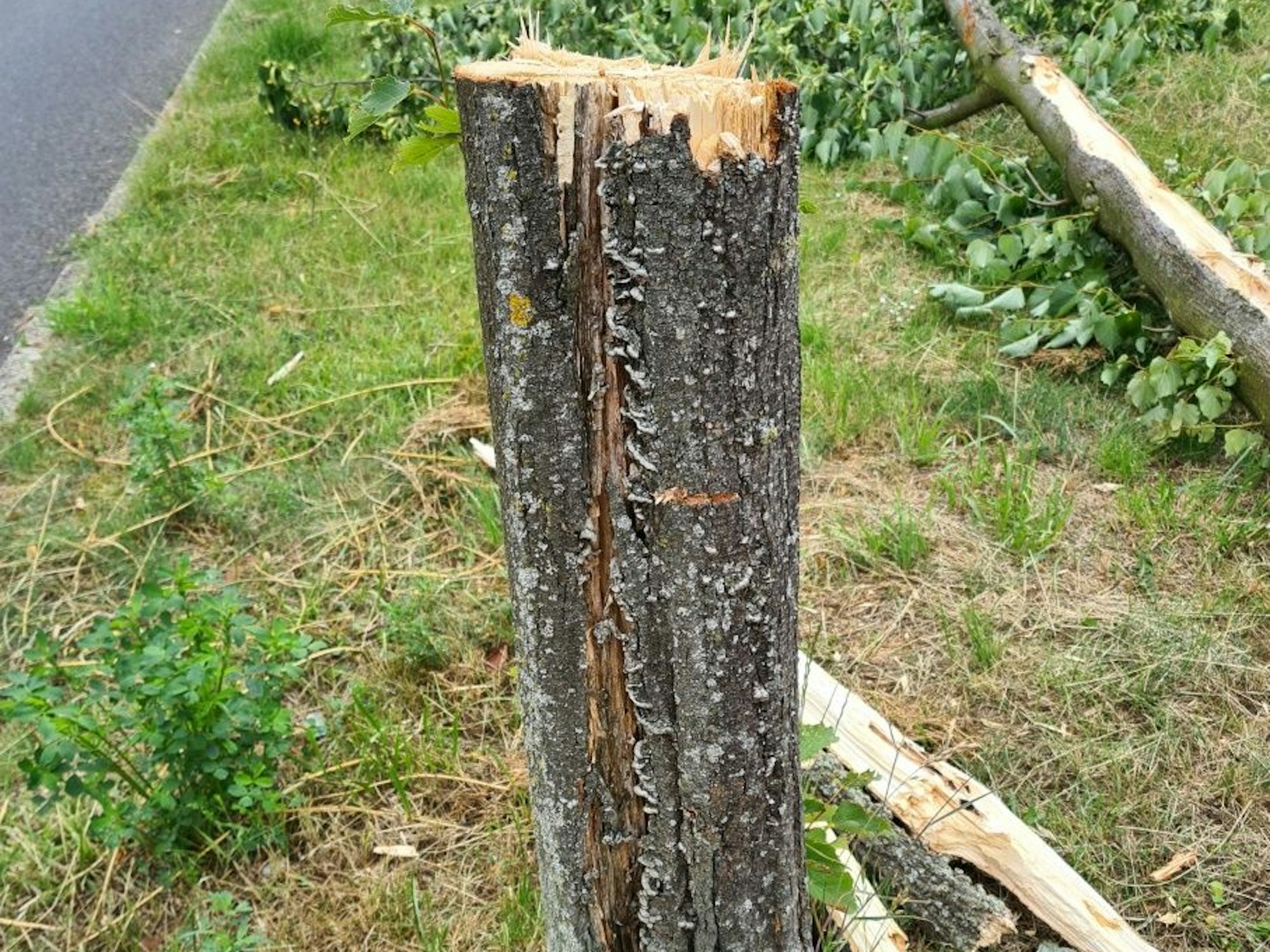 Ein Baum wurde abgesägt, Äste liegen um seinen Stamm herum.