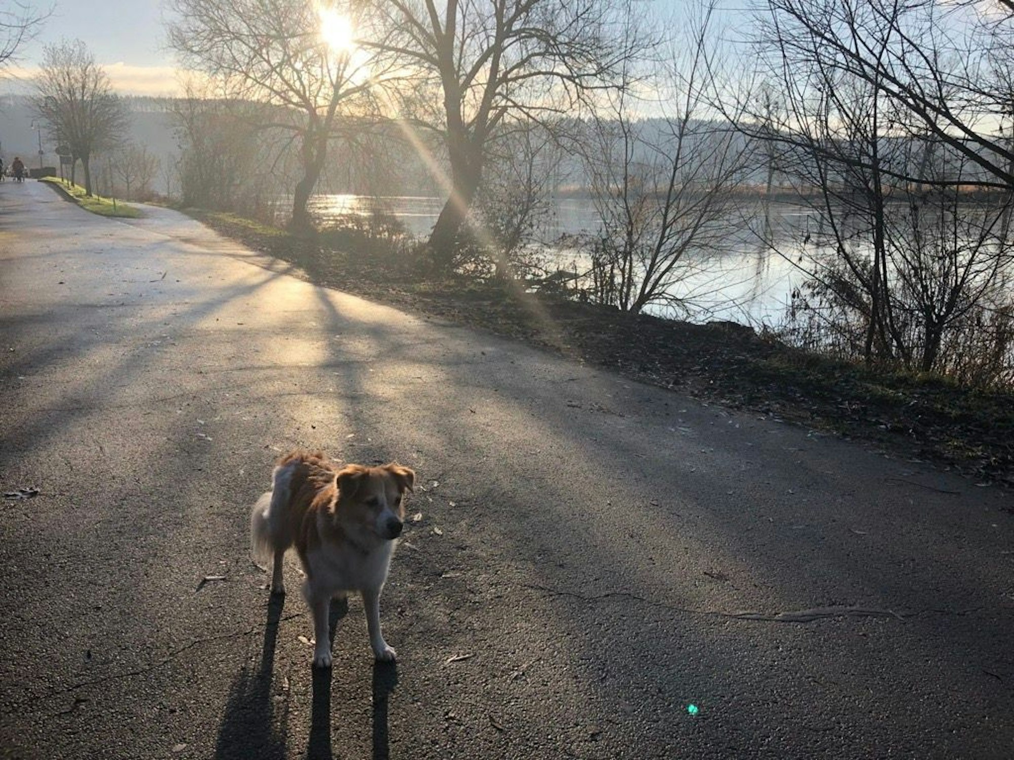 Morgenspaziergang mit Hund Charly an der schönen Mosel