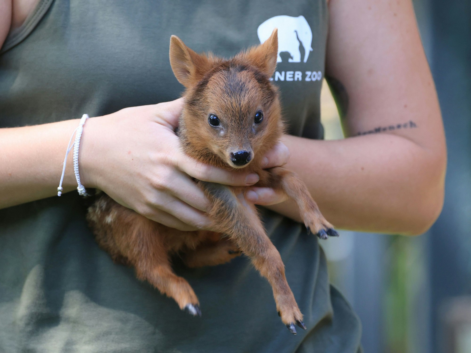 Eine Tierpflegerin im Kölner Zoo hält ein neugeborenes Südpudu in der Hand.