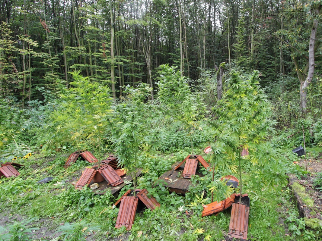 Auf dem Gelände eines Hofes stehen mehrere Cannabis-Pflanzen in Blumenkübeln.