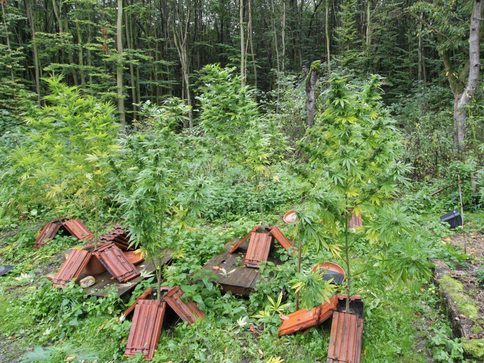 Auf dem Gelände eines Hofes stehen mehrere Cannabis-Pflanzen in Blumenkübeln.