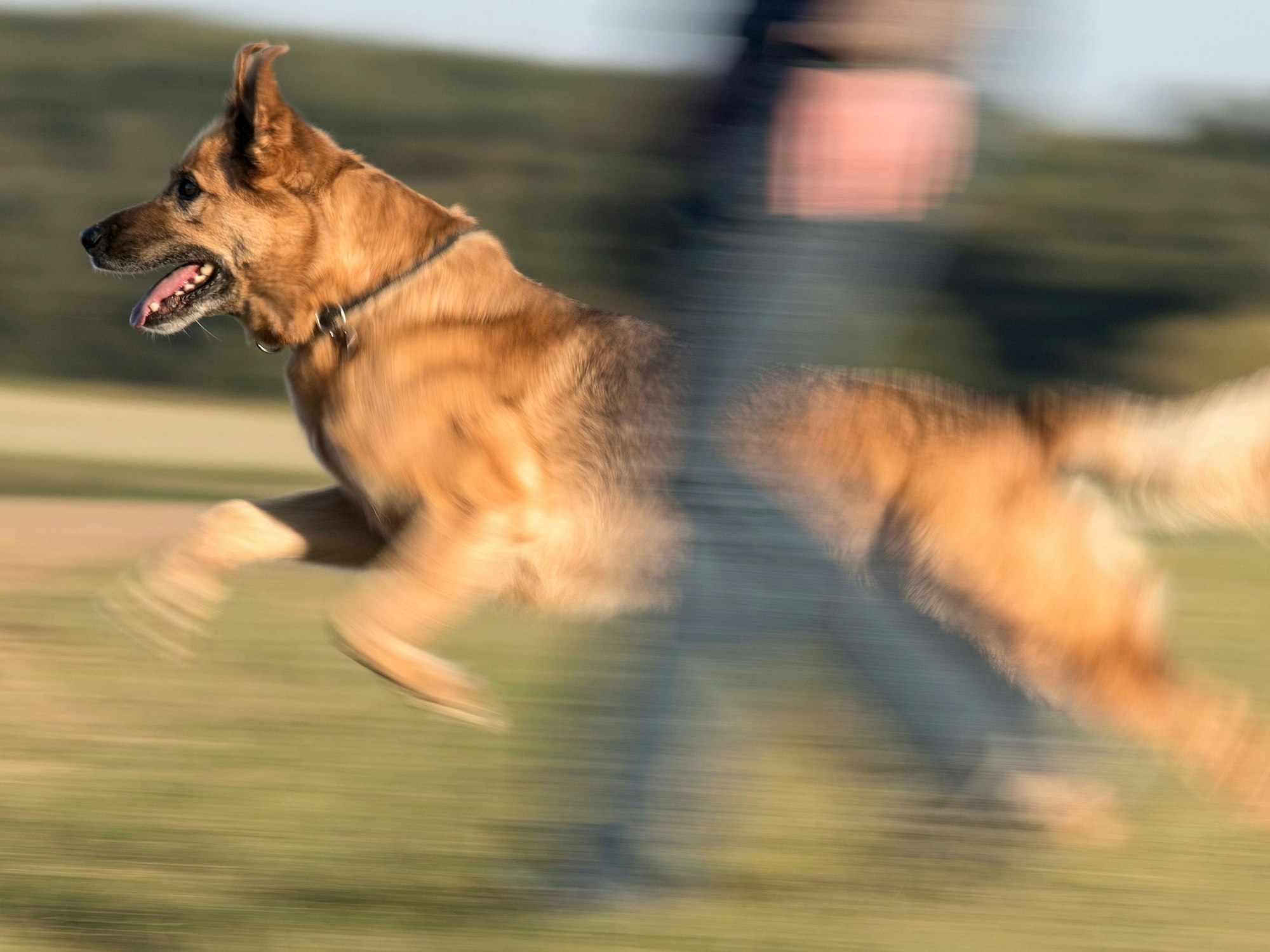 Ein Schäferhund-Mischling bei seiner Gassirunde am 16.10.2016 bei Frille (Nordrhein-Westfalen).