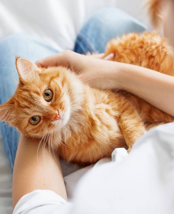 Nach einer ausgiebigen Kuscheleinheit haben sich meist unzählige Katzenhaare auf die Kleidung verirrt.