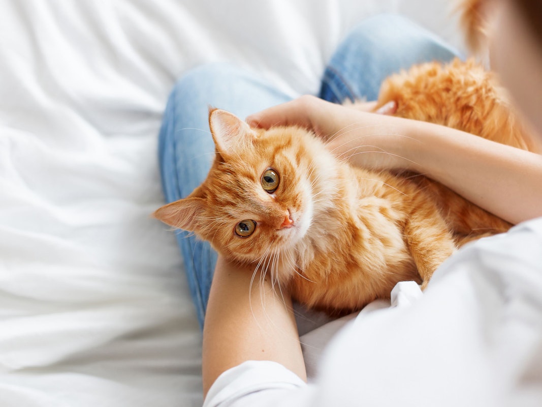 Nach einer ausgiebigen Kuscheleinheit haben sich meist unzählige Katzenhaare auf die Kleidung verirrt.