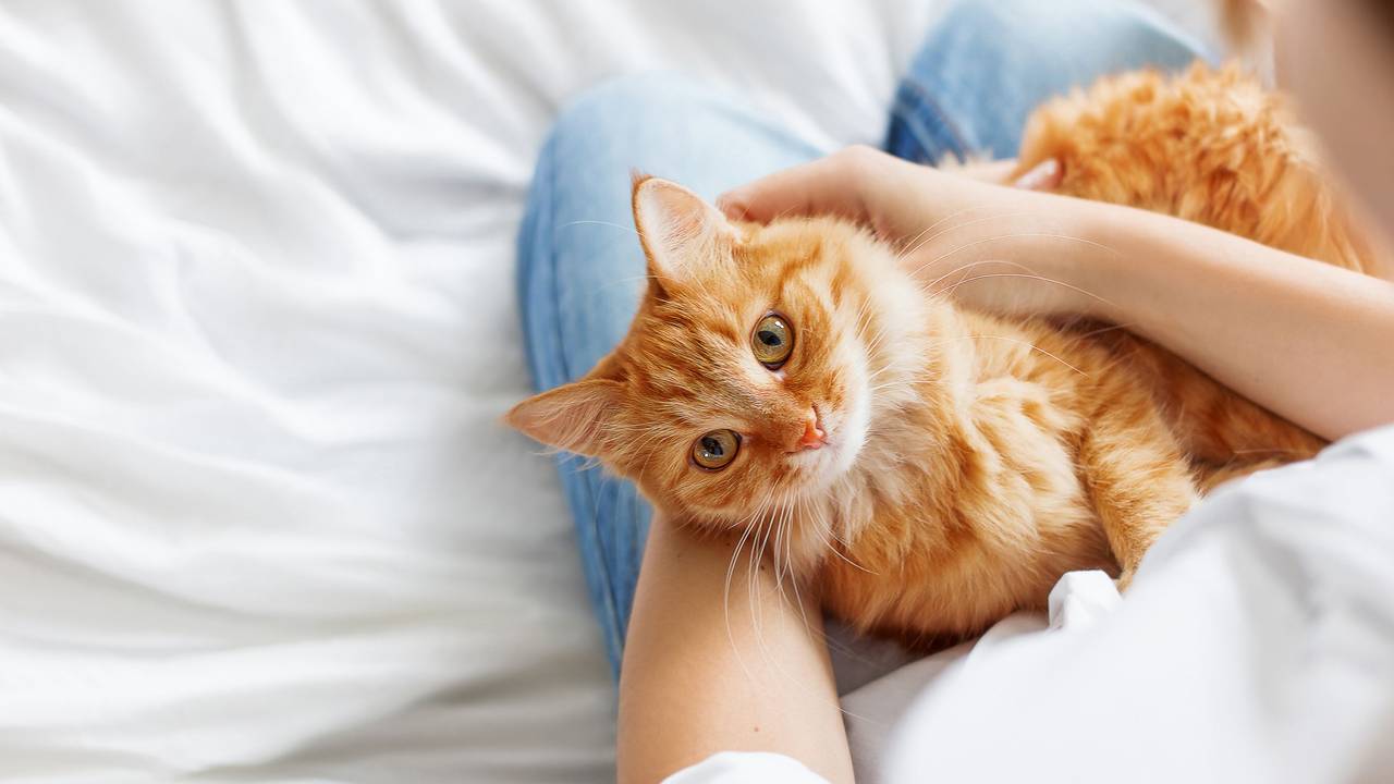 Nach einer ausgiebigen Kuscheleinheit haben sich meist unzählige Katzenhaare auf die Kleidung verirrt.