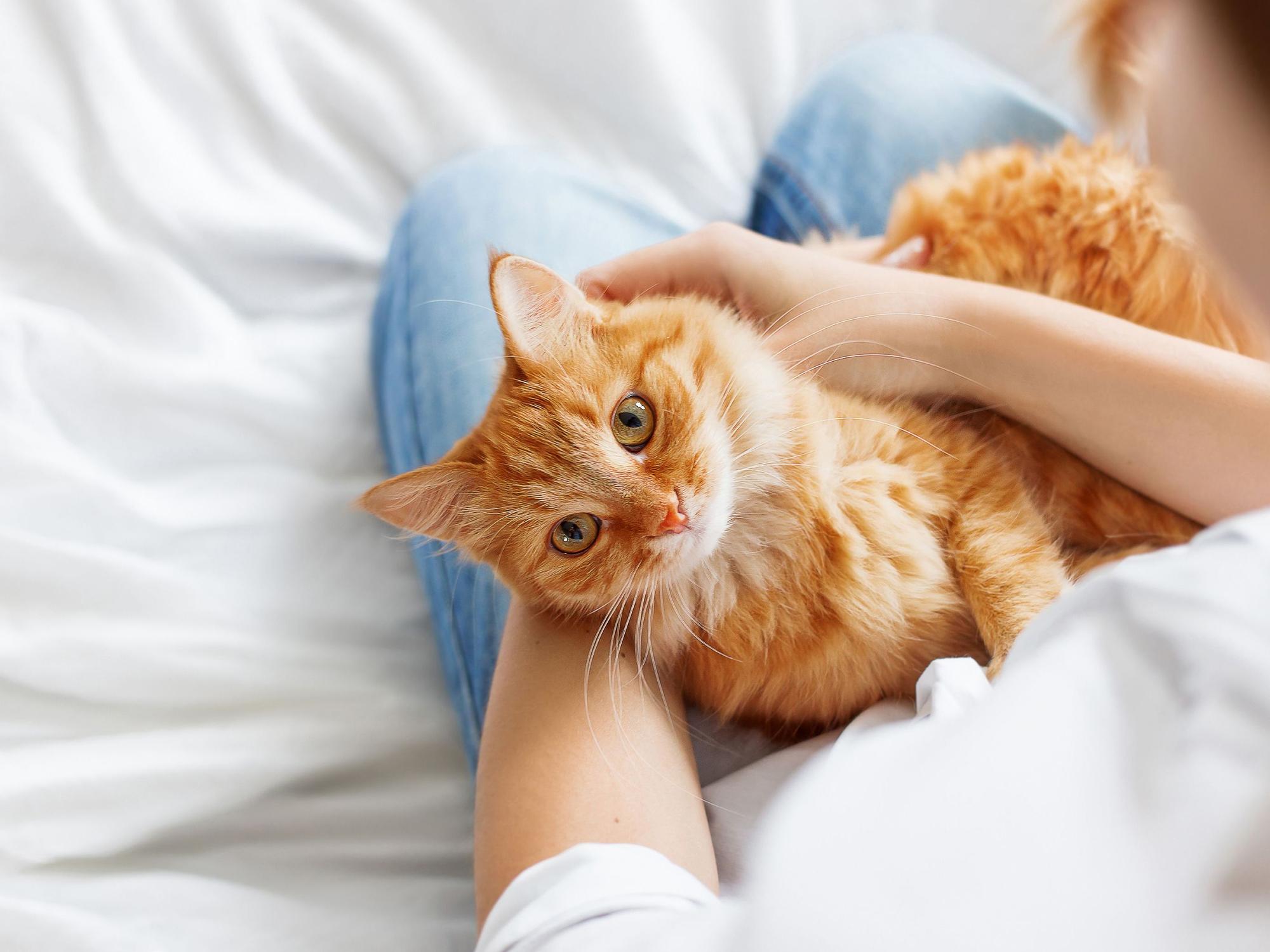 Nach einer ausgiebigen Kuscheleinheit haben sich meist unzählige Katzenhaare auf die Kleidung verirrt.