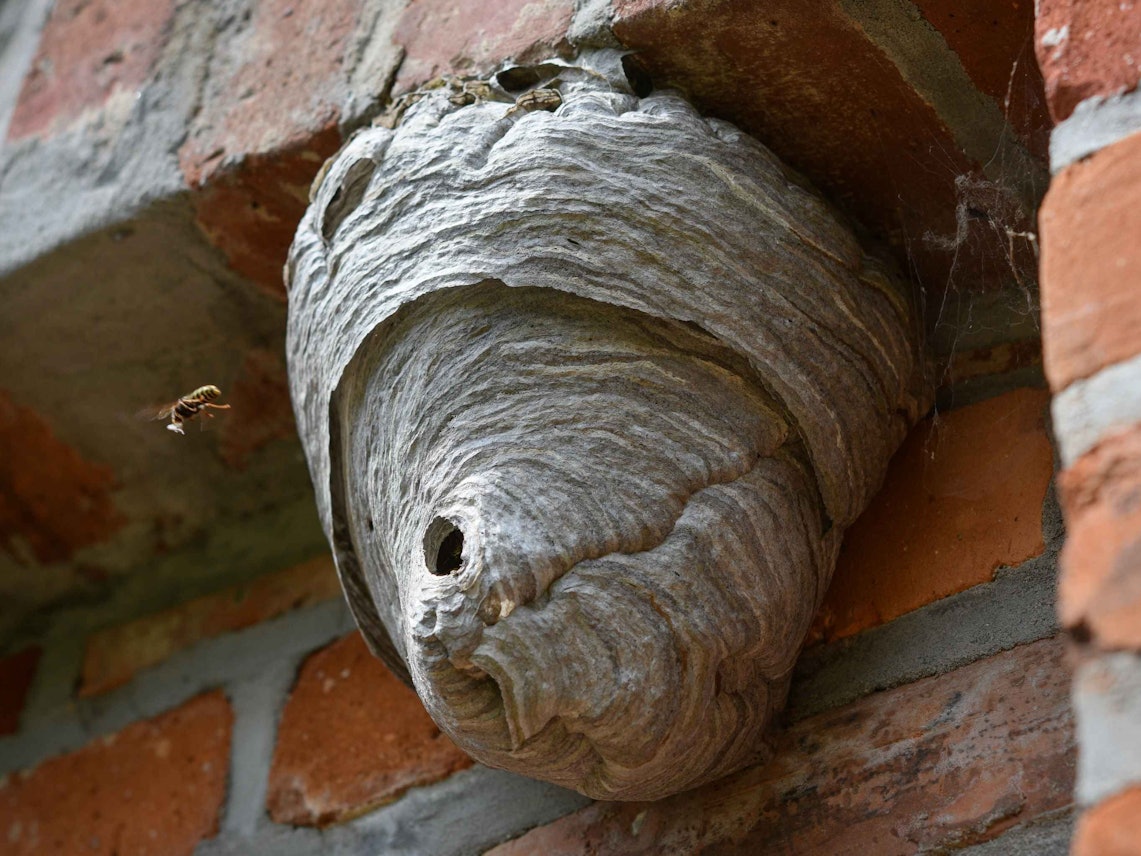 Ein Wespennest hängt an einem Mauervorsprung.