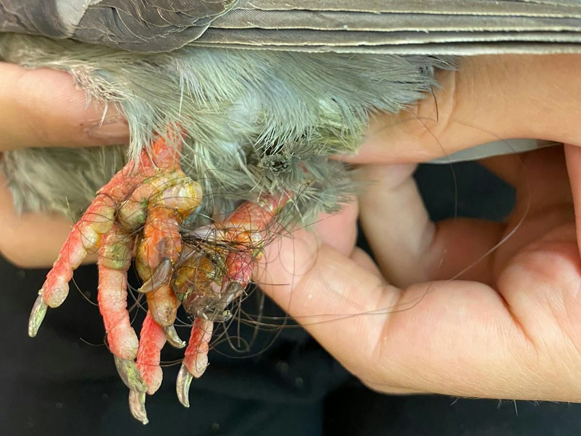 Der Kölner Verein "Pigeon Rights" fordert ein Taubenhaus am City-Center in Chorweiler.