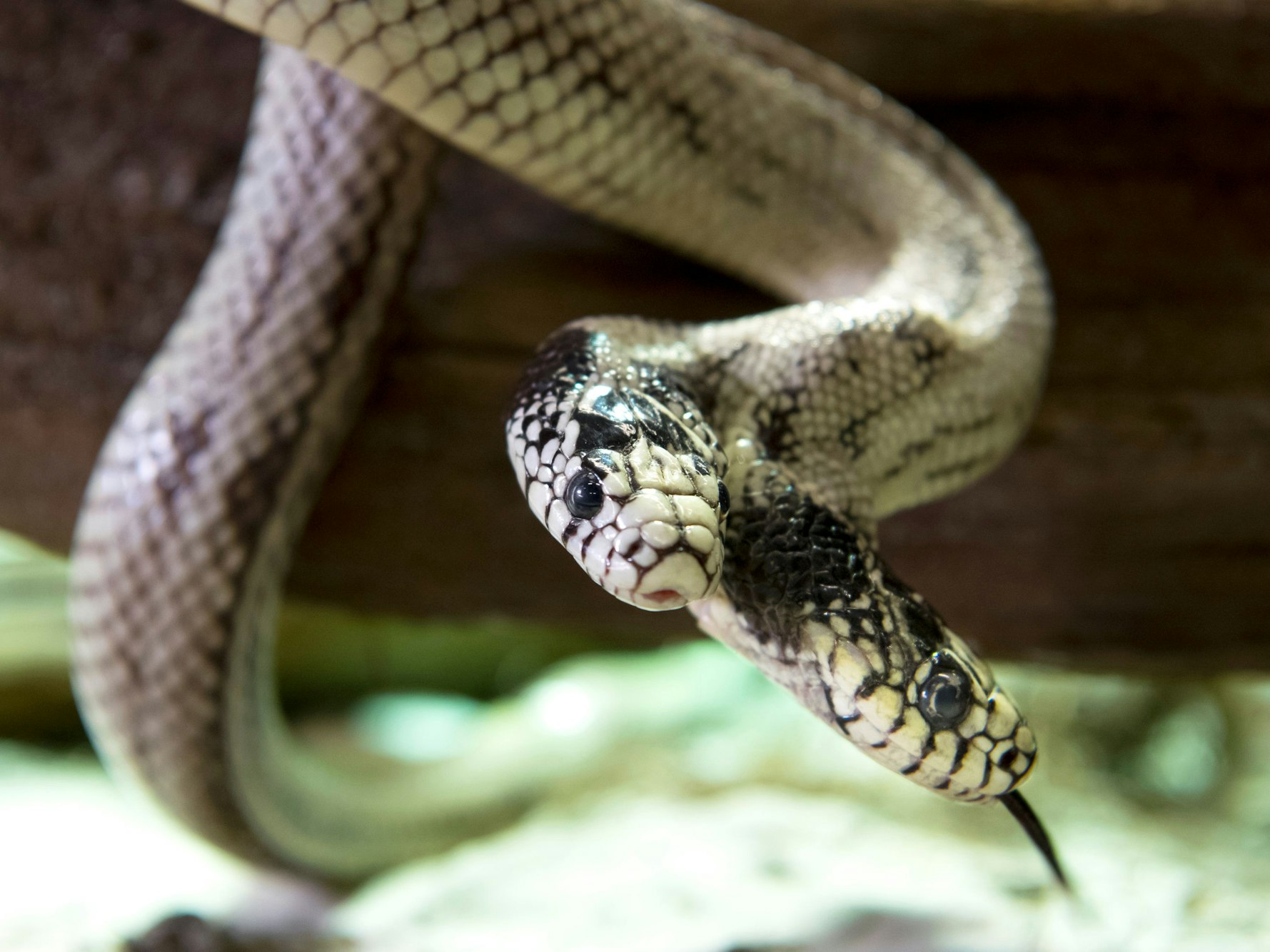Eine 17-jährige zweiköpfige Kalifornische Kettennatter (Lampropeltis getulus californiae) mit dem Namen Tom & Jerry ist in der Ausstellung „Reptiles Expo“ zu sehen. Das Foto wurde 2018 Villeneuve (Schweiz) aufgenommen.