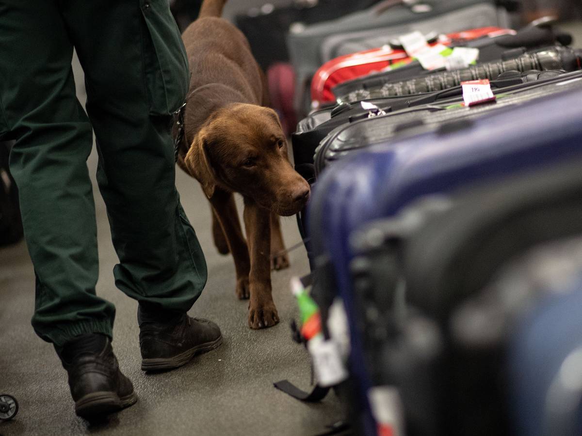 Drogenspürhund Kalle schnüffelt während einer Gepäckkontrolle des Zolls am Flughafen Köln/Bonn an Koffern.