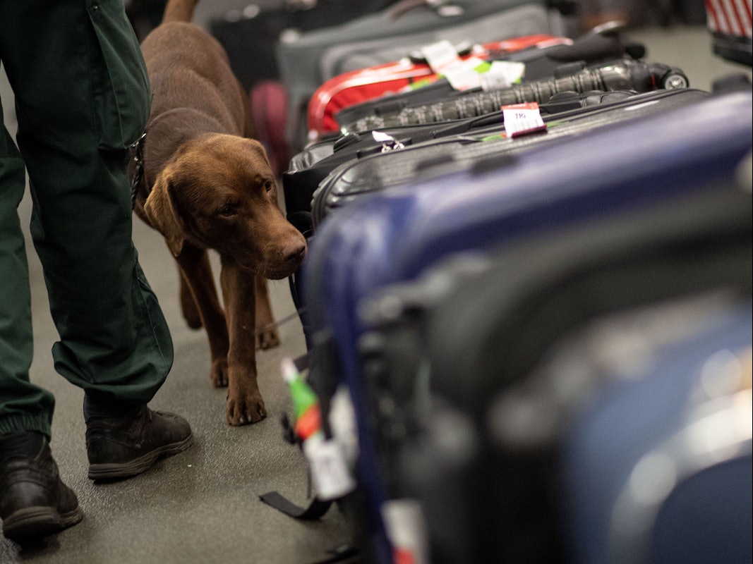Drogenspürhund Kalle schnüffelt während einer Gepäckkontrolle des Zolls am Flughafen Köln/Bonn an Koffern.