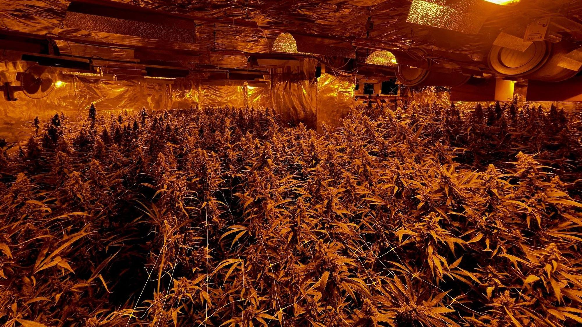 Ein mit Alufolie verkleideter Raum steht voll mit Cannabispflanzen.