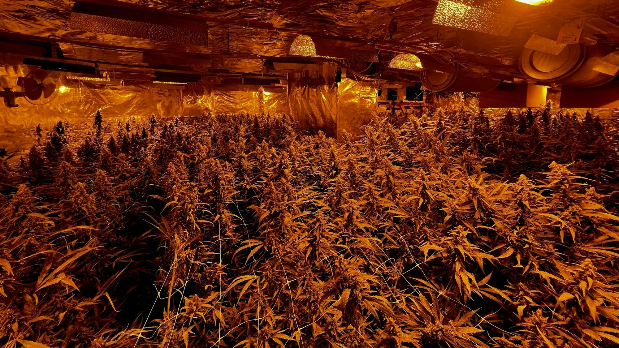 Ein mit Alufolie verkleideter Raum steht voll mit Cannabispflanzen.