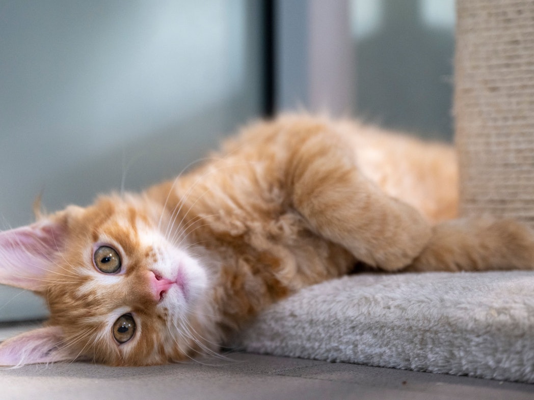 Eine junge Katze liegt im Mutter- und Kinderkatzenhaus im Berliner Tierheim. Das Foto wurde am 5. August 2022 aufgenommen.