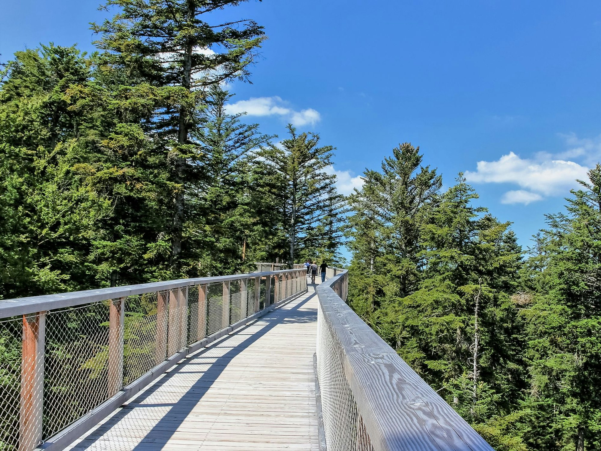 Der Baumwipfelpfad ist eine gute Sehenswürdigkeit im Schwarzwald, die sich auch für Kinder eignet.