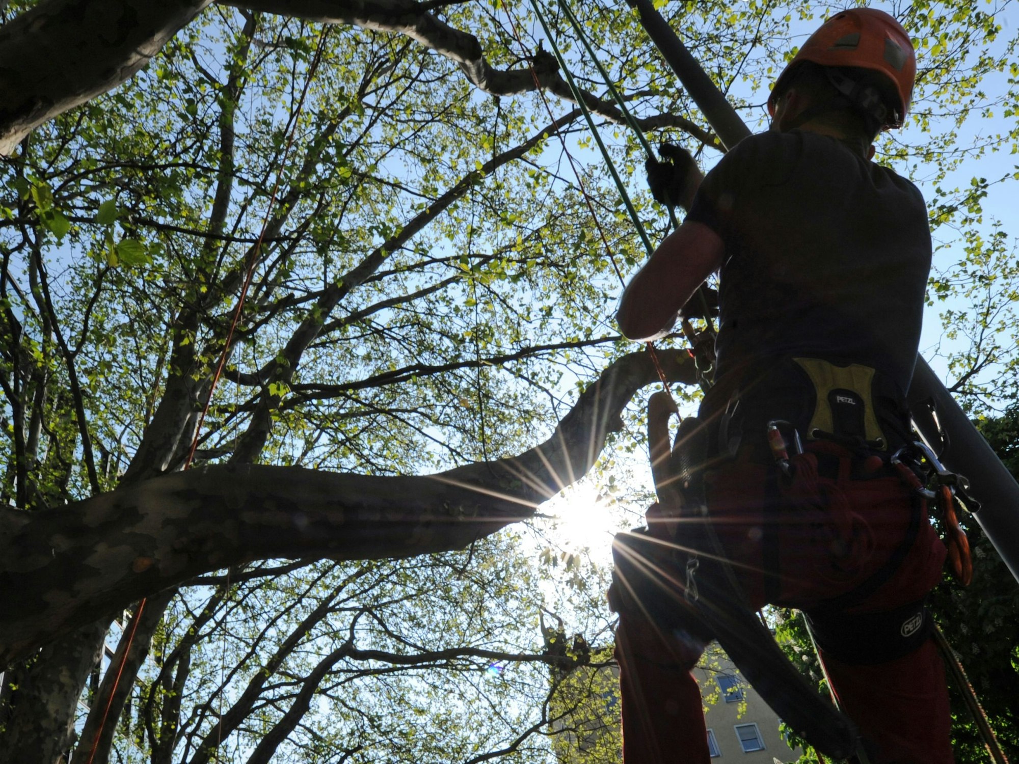 Der 17-Jährige starb bei Baumarbeiten. Unser Symbolfoto zeigt einen Baumpfleger.