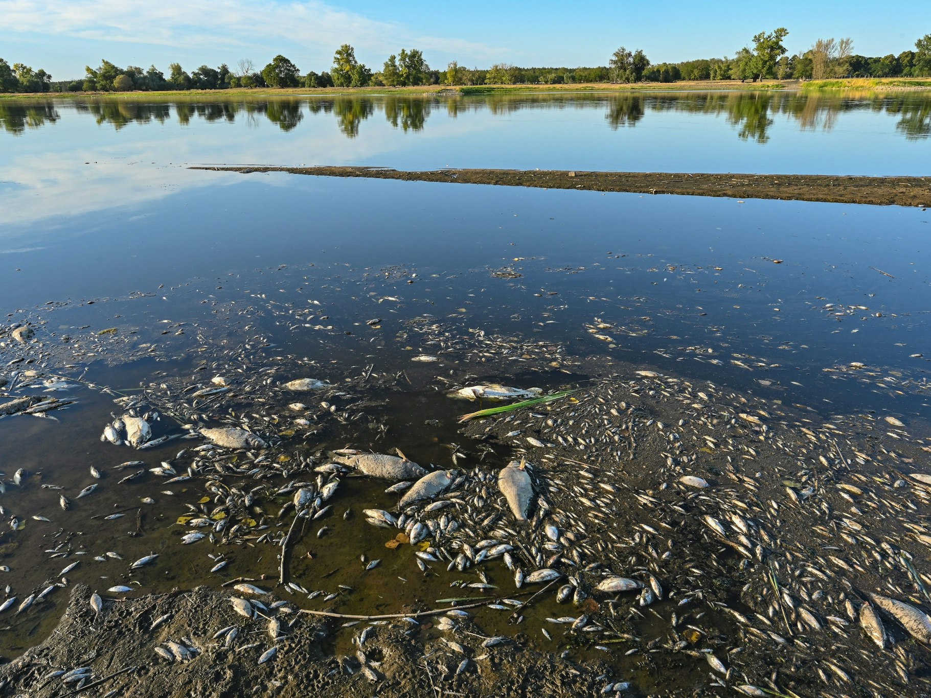 Unzählige tote Fische treiben am Donnerstag (11. August) im flachen Wasser des deutsch-polnischen Grenzflusses Oder. Das Fischsterben in der Oder beunruhigt.