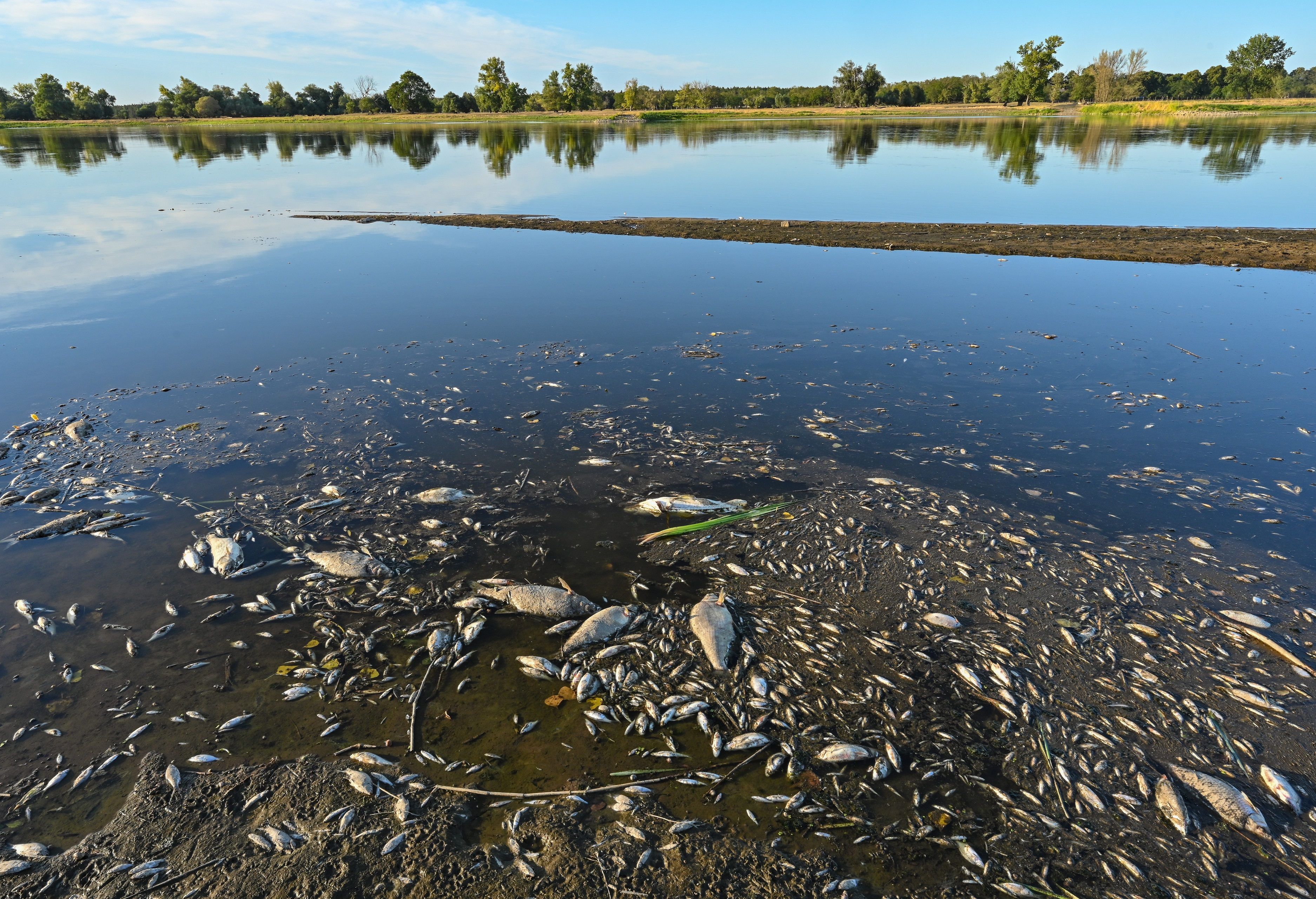 Unzählige tote Fische treiben am 11. Oktober 2022 im flachen Wasser des deutsch-polnischen Grenzflusses Oder.