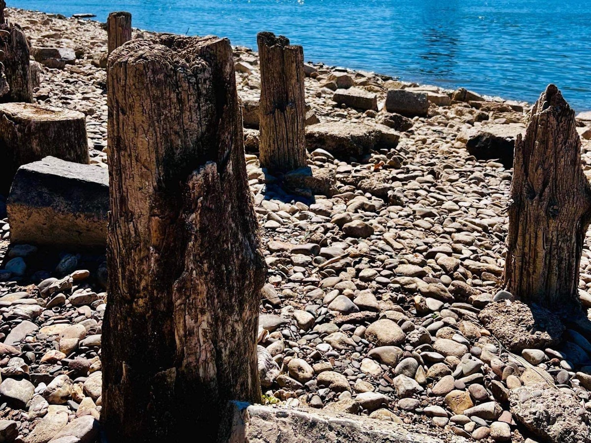 Baumstämme am Kölner Rheinufer.