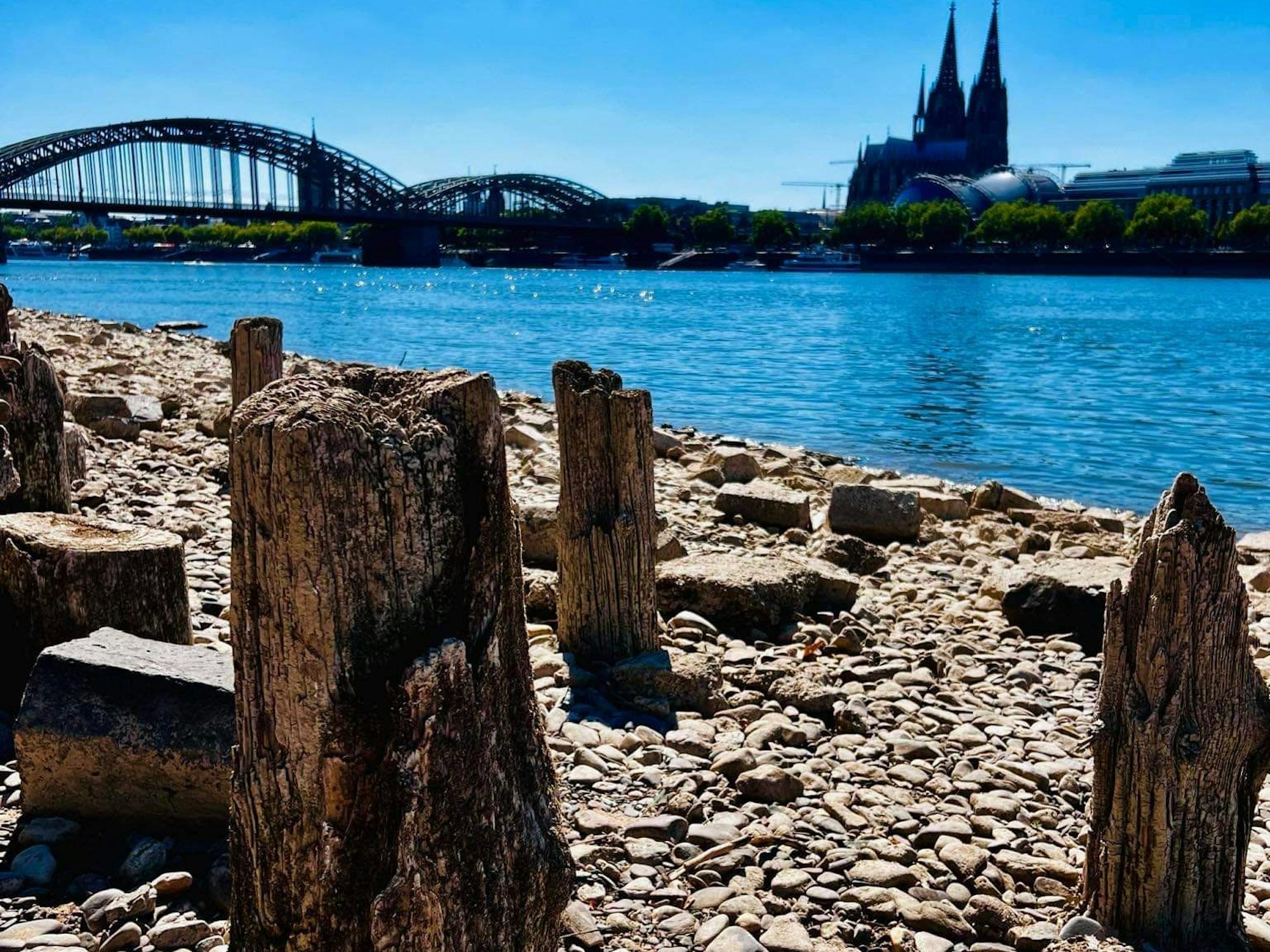 Baumstämme am Kölner Rheinufer.